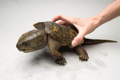 Rare big-headed turtle released back to nature in Quang Ngai